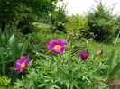 paeonia maximoweitschii