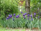iris x florentina Coerulea