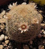 mammillaria lasiacantha var roseocentra