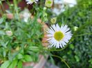 Erigeron karvinskianus