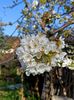 Img.2024.03.26-flori de cireș