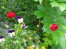 Ranunculus
