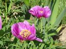 paeonia maximoweitschii