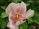 paeonia mlokosewitschii hybrid