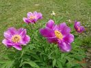 paeonia maximoweitschii