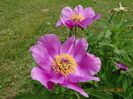 paeonia maximoweitschii