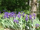iris x florentina Coerulea