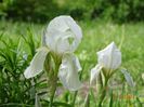 iris florentina