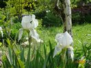 iris florentina