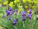 iris x florentina Coerulea