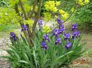 iris x florentina Coerulea