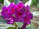 rhododendron Purple Splendour