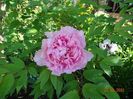 Duchesse de Morny