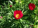 paeonia smouthii