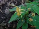 epimedium Amber Queen