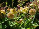 geum Petticoat Peach