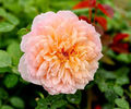 Grace (tufa) 60