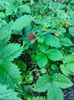 Fragaria vesca(fragi)