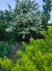 Pyracantha coccinea