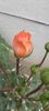 Messenger_creation_0a005b3d-c6b4-4f81-96a0-dafe51c6f155
