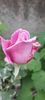 Messenger_creation_1264eebf-d4f2-4f33-bc23-f6a04e75e496