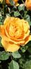 Messenger_creation_33f7f7c9-38fe-48b6-875d-0a3411812772