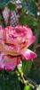 Messenger_creation_a416cd08-d3cf-4c47-a475-2990120f7478