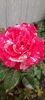 Messenger_creation_5560e4dc-677e-4570-bb0b-e7f89674be88