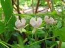 Dicentra Cupid