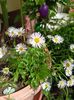 Erigeron karvinskianus "Lavender Lady"