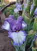 Hidden inocence - 12 lei
