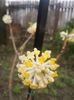 edgeworthia crysantha