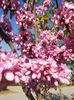 cercis