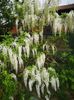 wisteria alba shironida