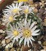 Mammillaria coahuilensis