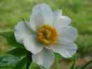 Early Windflower