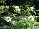 Early Windflower