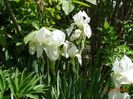 iris florentina