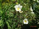 rosa compactilla