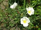 rosa compactilla