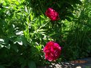 Rubra Plena