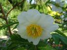 Early Windflower