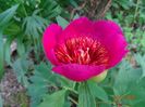 paeonia anemoniflora