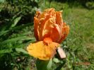 Orange Petals