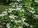 viburnum plic. Kilimanjaro