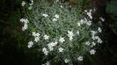 Cerastium