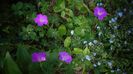 Geranium...multumiri!