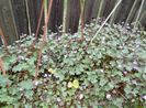 Cymbalaria