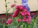 Centranthus ruber Coccineus