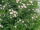 Paul's Himalayan Musk